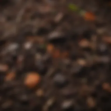 Close-up of rich, dark compost ready for use