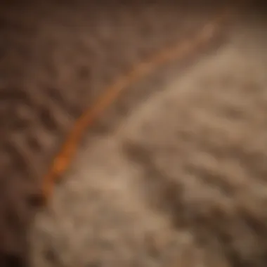 Detailed view of carpet fibers before and after cleaning
