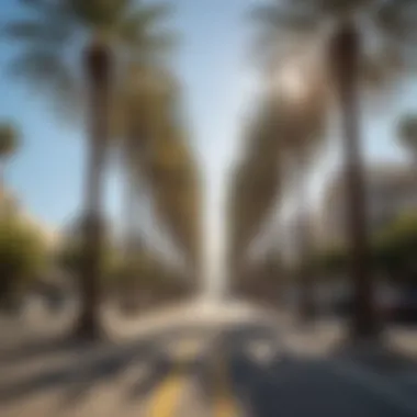 Iconic palm trees lining a sunny boulevard