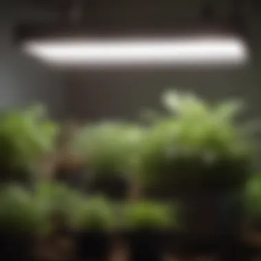 Close-up of a grow light setup for herb gardening