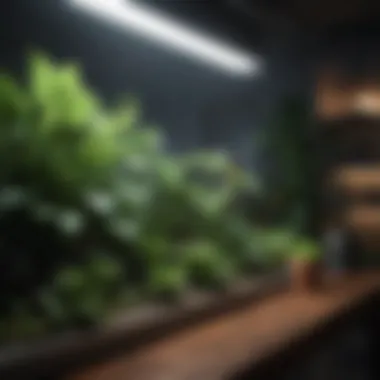 Optimal lighting setup for indoor plants