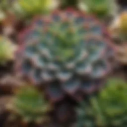 A close-up view of various small succulent species in vibrant colors.