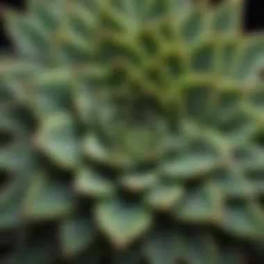 Detailed View of Intricate Succulent Leaf Pattern Close-up of vibrant green succulent plant with unique leaf pattern