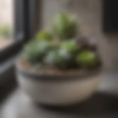 Contemporary Pot Housing Assorted Succulents Sleek modern pot holding a collection of diverse succulent plants