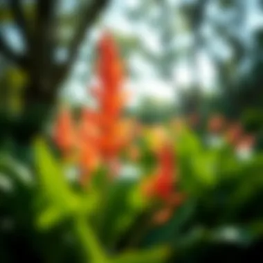 A close-up of unique flora that thrives in the gardens, representing biodiversity and ecological richness.